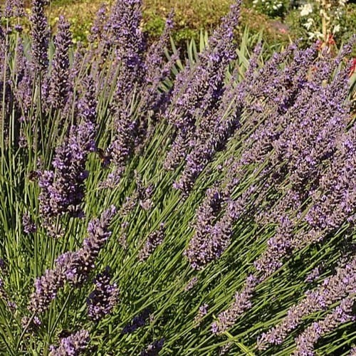 960px-Lavandula_intermedia_Nico_2020-07-30_1545.jpg
