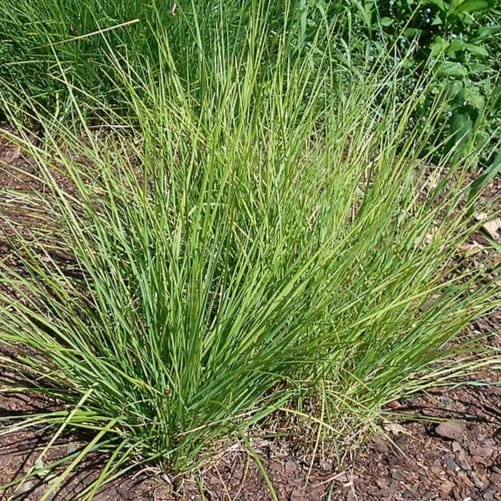 960px-Sesleria_autumnalis_2020-06-23_08194.jpg