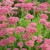 960px-Sedum_spectabile_brillant_0.0_R.jpg