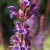 960px-Salvia_nemorosa_Caradonna_2020-06-23_0056.jpg