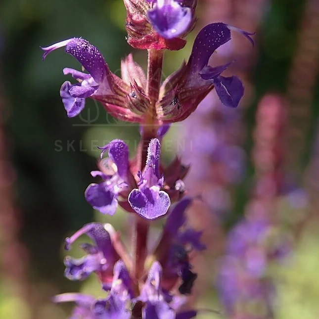 960px-Salvia_nemorosa_Caradonna_2020-06-23_0056.jpg