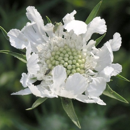960px-Scabiosa.jpg