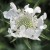 960px-Scabiosa.jpg
