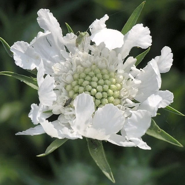 960px-Scabiosa.jpg