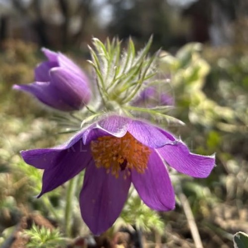 Sasanka pospolita PINWHEEL VIOLET BLUE  Pulsatilla vulgaris