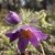 Sasanka pospolita PINWHEEL VIOLET BLUE  Pulsatilla vulgaris
