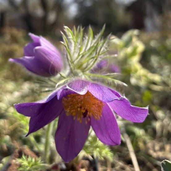 Sasanka pospolita PINWHEEL VIOLET BLUE  Pulsatilla vulgaris