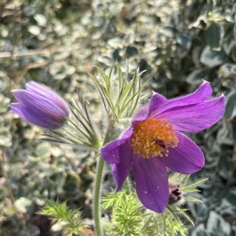 Sasanka pospolita PINWHEEL VIOLET BLUE  Pulsatilla vulgaris