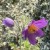 Sasanka pospolita PINWHEEL VIOLET BLUE  Pulsatilla vulgaris