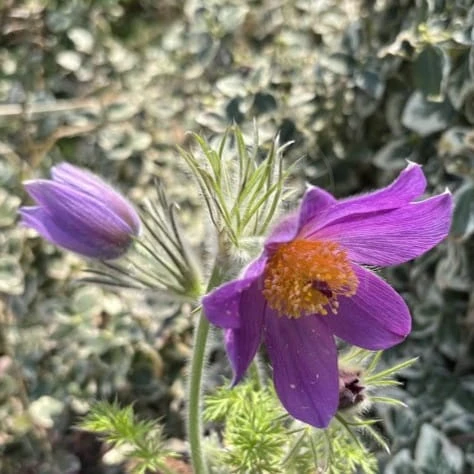 Sasanka pospolita PINWHEEL VIOLET BLUE  Pulsatilla vulgaris