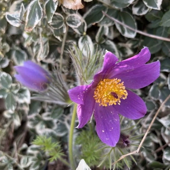 Sasanka pospolita PINWHEEL VIOLET BLUE  Pulsatilla vulgaris