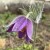 Sasanka pospolita PINWHEEL VIOLET BLUE  Pulsatilla vulgaris