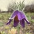 Sasanka pospolita PINWHEEL VIOLET BLUE  Pulsatilla vulgaris