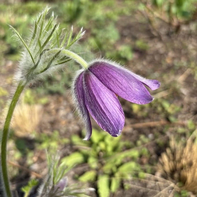 Sasanka pospolita PINWHEEL VIOLET BLUE  Pulsatilla vulgaris