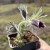 Sasanka pospolita PINWHEEL VIOLET BLUE  Pulsatilla vulgaris