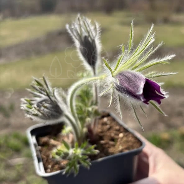 Sasanka pospolita PINWHEEL VIOLET BLUE  Pulsatilla vulgaris
