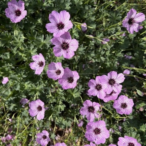 Bodziszek popielaty BALLERINA Geranium cinereum