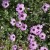 Bodziszek popielaty BALLERINA Geranium cinereum