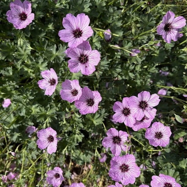 Bodziszek popielaty BALLERINA Geranium cinereum