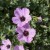 Bodziszek popielaty BALLERINA Geranium cinereum