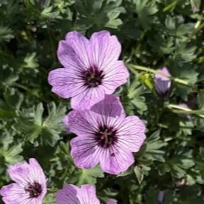 Bodziszek popielaty BALLERINA Geranium cinereum