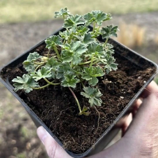 Bodziszek popielaty BALLERINA Geranium cinereum