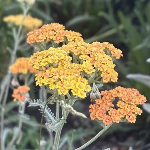 Krwawnik pospolity TERRACOTA Achillea millefolium