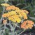 Krwawnik pospolity TERRACOTA Achillea millefolium