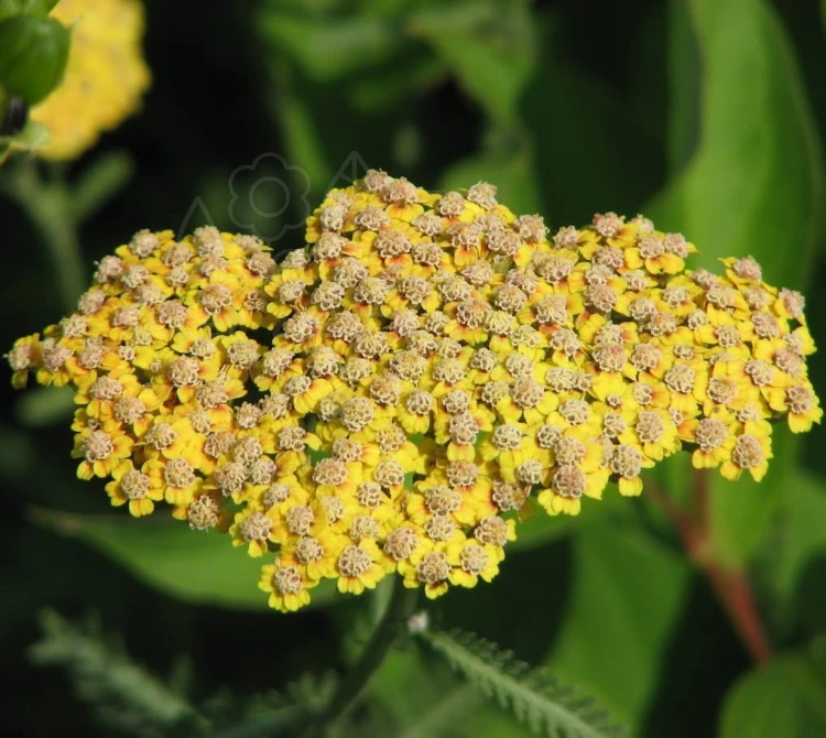 Krwawnik pospolity TERRACOTA Achillea millefolium