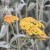 Krwawnik pospolity TERRACOTA Achillea millefolium