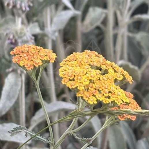 Krwawnik pospolity TERRACOTA Achillea millefolium