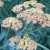 Krwawnik pospolity TERRACOTA Achillea millefolium
