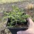 Krwawnik pospolity TERRACOTA Achillea millefolium