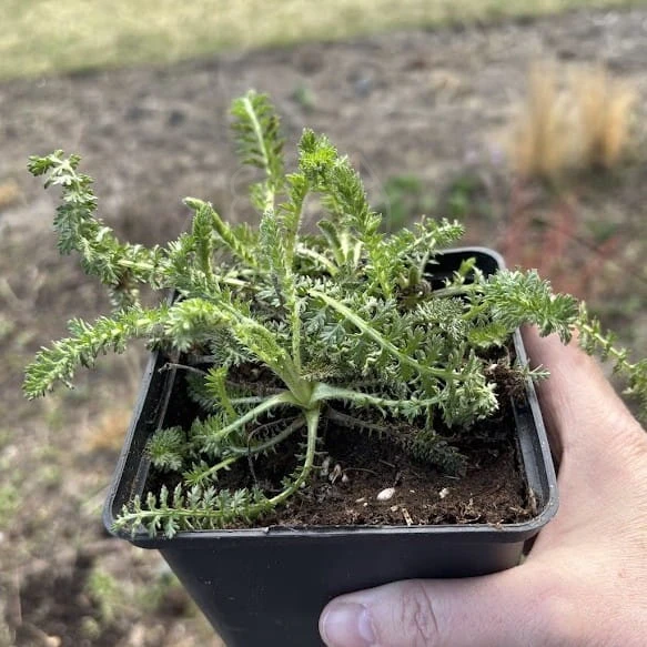 Krwawnik pospolity TERRACOTA Achillea millefolium