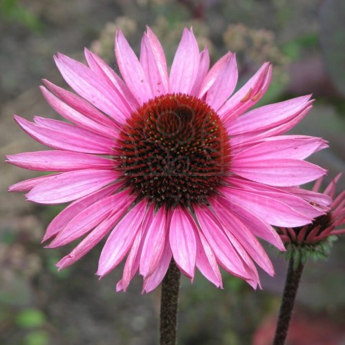 Jeżówka purpurowa Magnus Echinacea purpurea