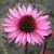 Jeżówka purpurowa Magnus Echinacea purpurea