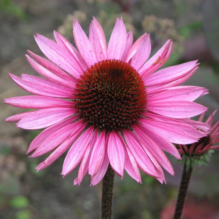 Jeżówka purpurowa Magnus Echinacea purpurea