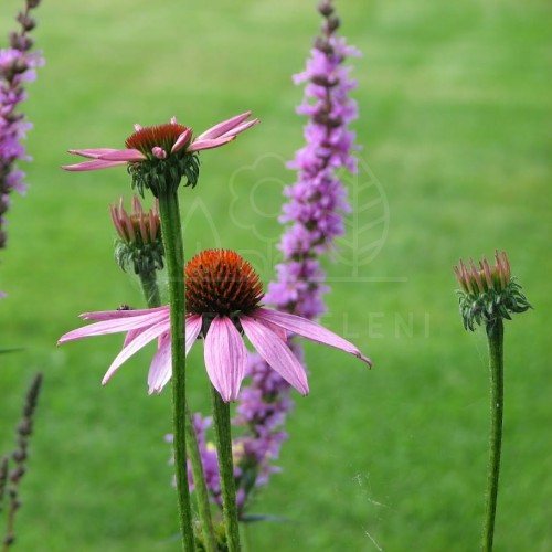 Jeżówka purpurowa Magnus Echinacea purpurea