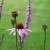 Jeżówka purpurowa Magnus Echinacea purpurea
