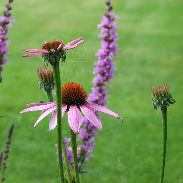 Jeżówka purpurowa Magnus Echinacea purpurea