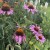 Jeżówka purpurowa Magnus Echinacea purpurea