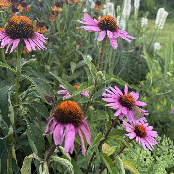 Jeżówka purpurowa Magnus Echinacea purpurea