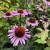 Jeżówka purpurowa Magnus Echinacea purpurea