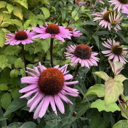 Jeżówka purpurowa Magnus Echinacea purpurea