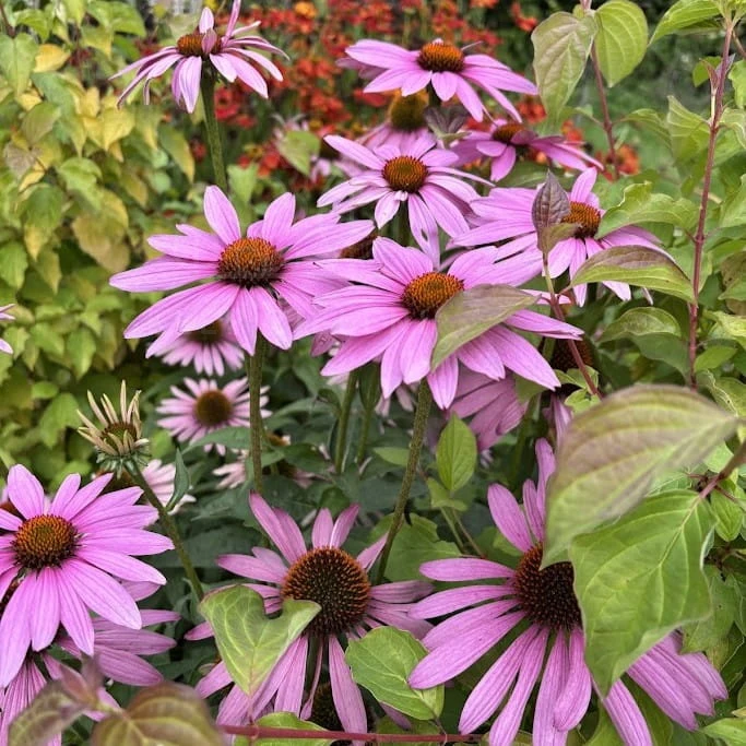 Jeżówka purpurowa Magnus Echinacea purpurea