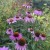 Jeżówka purpurowa Magnus Echinacea purpurea