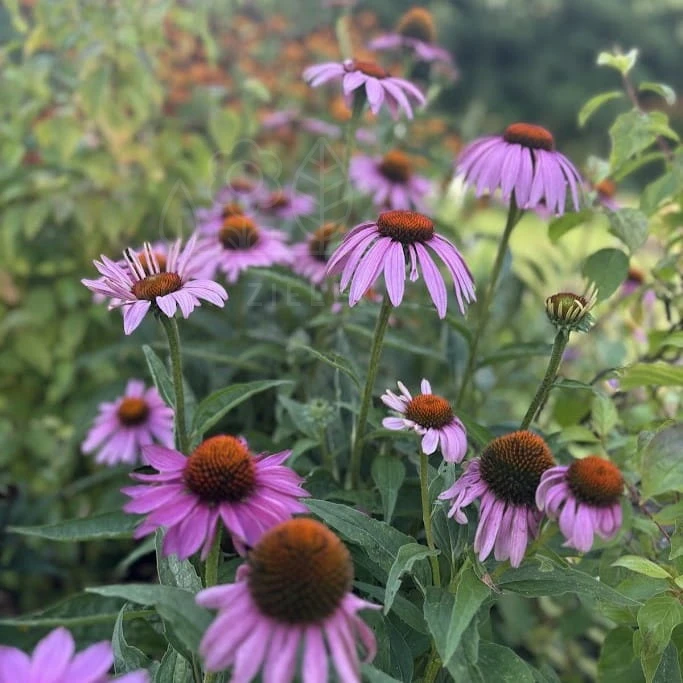 Jeżówka purpurowa Magnus Echinacea purpurea