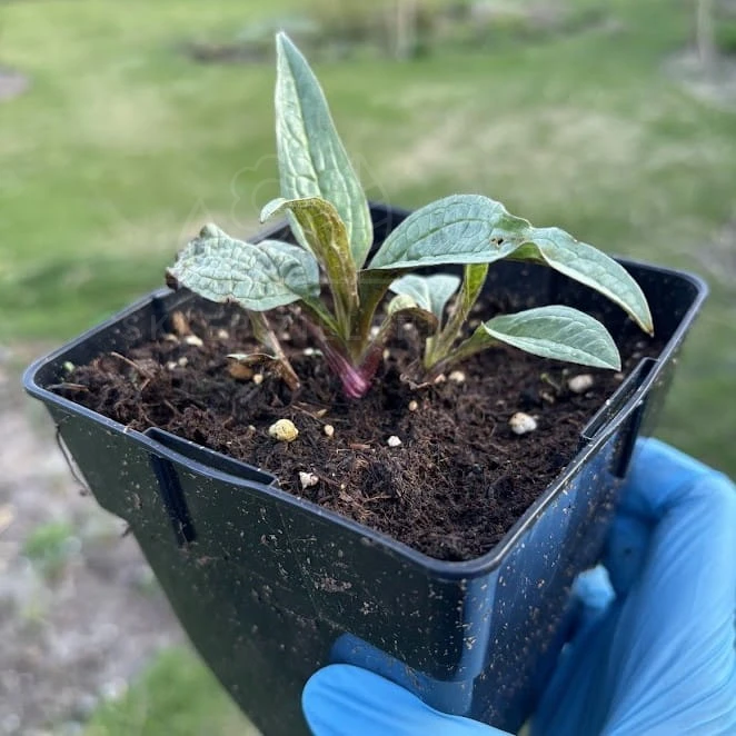 Jeżówka purpurowa Magnus Echinacea purpurea