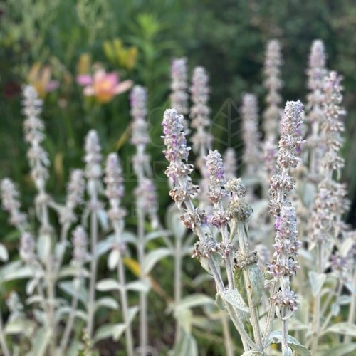 Czyściec wełnisty Stachys byzantina