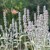 Czyściec wełnisty Stachys byzantina